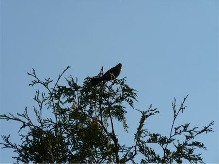 Bird hanging in a tree by the pond