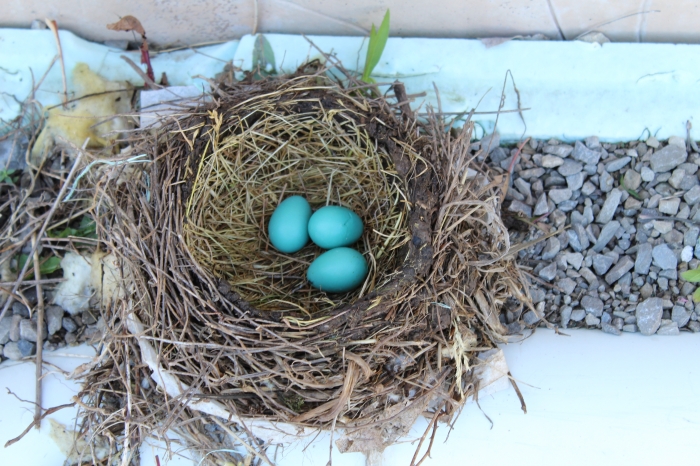 Blue bird eggs in their nest