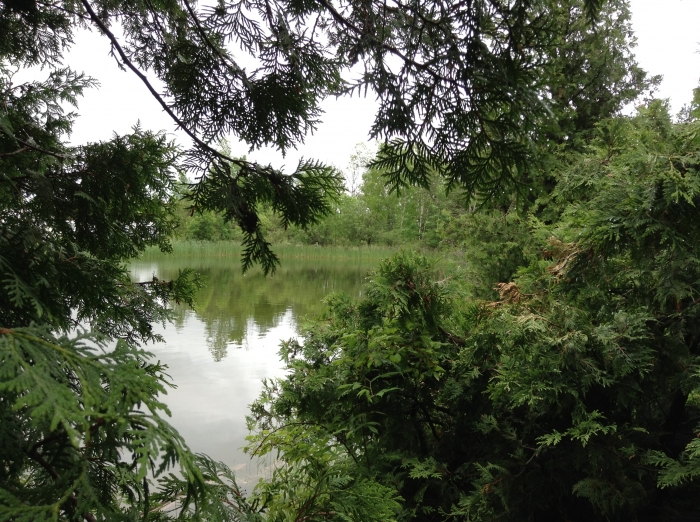 Pond Nature